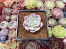 Echeveria 'Subcorymbosa Lau 026' 2" Succulent Plant