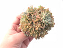 Echeveria Sp Crested Cluster 4” Rare Succulent Plant