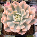 Echeveria Runyonii Variegated (Aka Echeveria 'Akaihosi' Variegated) 2" Succulent Plant