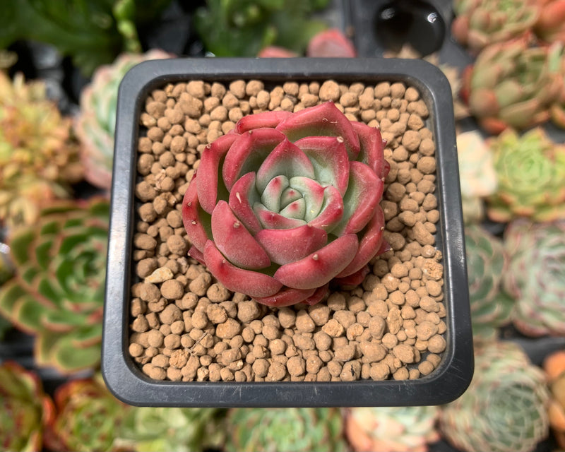 succulent letter Echeveria Agavoides 'Love Letter' 1" Succulent Plant – True Succulents Plant Co