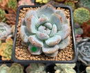 Echeveria 'Orange Monroe' 2" Succulent Plant