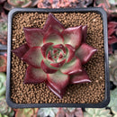 Echeveria Agavoides 'Red Beach' 2" Succulent Plant