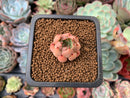 Echeveria 'Primera' 1/2" Very Small Seedling Succulent Plant