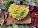 Echeveria Agavoides 'Maria' Crested 3" Succulent Plant