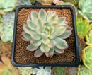 Echeveria 'Mebina' Variegated 2" Succulent Plant
