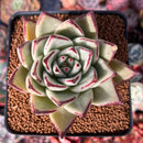 Echeveria Agavoides 'Nightingale' 4" Succulent Plant