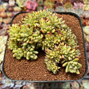 Echeveria Agavoides 'Maria' Crested 4"-5" Succulent Plant