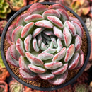 Echeveria 'Milk Rose' 4" Powdery Succulent Plant
