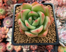 Echeveria 'Rainbow Charlotte' 2" Succulent Plant