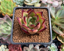 Echeveria Agavoides 'Ebony' 2" Succulent Plant