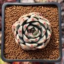 Echeveria Hybrid sp. 1" Succulent Plant