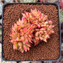Echeveria Agavoides 'Elkhorn' Crested 3" Succulent Plant