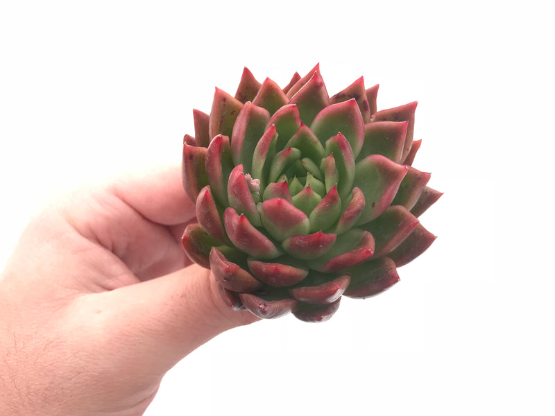 Echeveria Agavoides Sp. 2”-3” Rare Succulent Plant