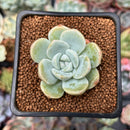 Echeveria 'Icy Green' 2" Succulent Plant