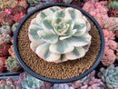Echeveria 'Compton Carousel' Variegated 4"-5" Succulent Plant