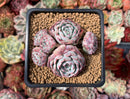 Echeveria 'Minima' Hybrid Cluster 2" Succulent Plant