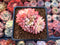Echeveria 'Mebina' Variegated 2" Cluster Succulent Plant