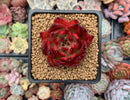 Echeveria Agavoides 'Rosé' 2" Succulent Plant