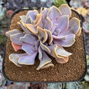 Echeveria 'Valkyrie' 4" Cluster Succulent Plant