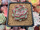 Echeveria 'Coroky' 2" Succulent Plant