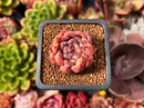 Echeveria Agavoides 'Levin' 1" Succulent Plant