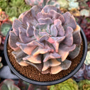 Echeveria 'Cubic Frost' Variegated 4" Large Succulent Plant