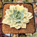 Echeveria 'Fun Queen' Variegated 2"-3" Succulent Plant