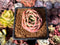 Echeveria Hybrid sp. 1"-2" Succulent Plant