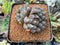 Haworthia Cymbiformis 'Black Obtusa' 2"-3" Succulent Plant