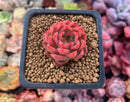 Echeveria Agavoides 'Angela Star' 1" Small Succulent Plant