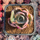 Echeveria 'Beyonce' Variegated 2" Succulent Plant