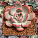 Echeveria 'Glam Pink' 2"-3" Succulent Plant