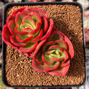 Echeveria 'Rosa Loa' 2" Cluster Succulent Plant