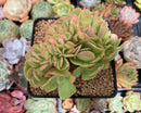Echeveria 'Pallida' Crested 3"-4" Succulent Plant