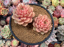 Echeveria 'Ben Badis' 5" Double Headed Succulent Plant