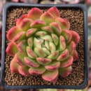 Echeveria Agavoides 'Angela Star' 2" Succulent Plant