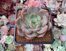 Echeveria 'Monello' 2" New Hybrid Succulent Plant