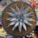 Echeveria 'Unguiculata' 3" Succulent Plant