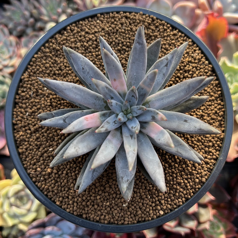 unguiculata succulent Echeveria 'Unguiculata' 3