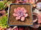 Echeveria 'Devolution' 1" Small Succulent Plant