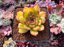 Echeveria Agavoides sp. 2"-3" Succulent Plant