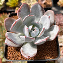 Echeveria 'Cream Sun' 3" Powdery Succulent Plant