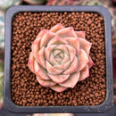 Echeveria 'Mario' Malgan Hybrid 1" Succulent Plant