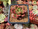 Echeveria Agavoides 'Chapote' 1"-2" Succulent Plant