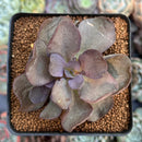 Echeveria 'Purple Suyon' 2" Succulent Plant