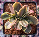 Echeveria 'Fimbriata' Variegated AKA 'Fasciculata' Crested 3" Succulent Plant
