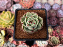 Echeveria Agavoides 'Blue Dragon' 2" Succulent Plant