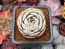 Echeveria 'Beads of Dew' 1" Succulent Plant