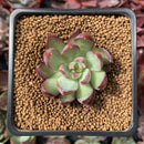 Echeveria 'Casio' 1" Succulent Plant