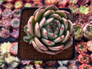 Echeveria 'Monro Chanel' 4" Succulent Plant